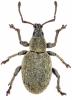 Peritelus sphaeroides